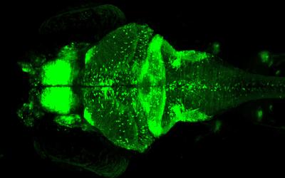 NeuroD-GCaMP zebrafish