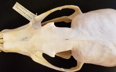 sea lion skull